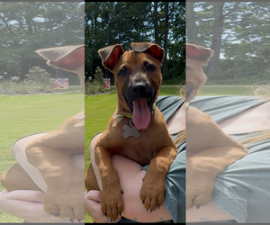Labrador Retriever-Unknown Mix Dogs for adoption in Holly Springs, NC, USA
