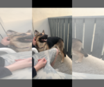 Small #3 German Shepherd Dog Mix