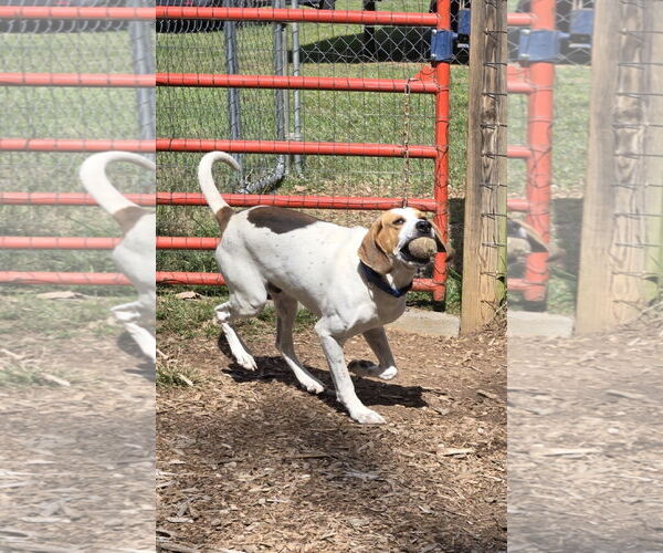 Medium Photo #17 Mutt Puppy For Sale in Rustburg, VA, USA