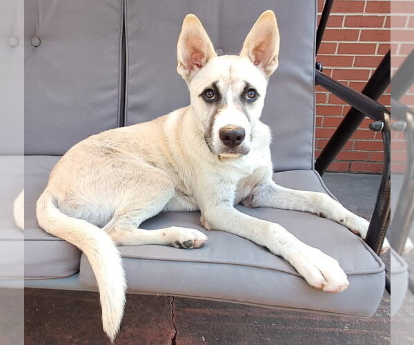Medium Photo #4 German Shepherd Dog-Unknown Mix Puppy For Sale in Enfield, CT, USA