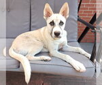 Small #3 German Shepherd Dog Mix