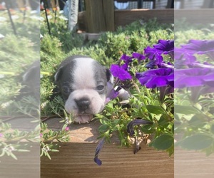 Boston Terrier Puppy for sale in FREDONIA, KS, USA