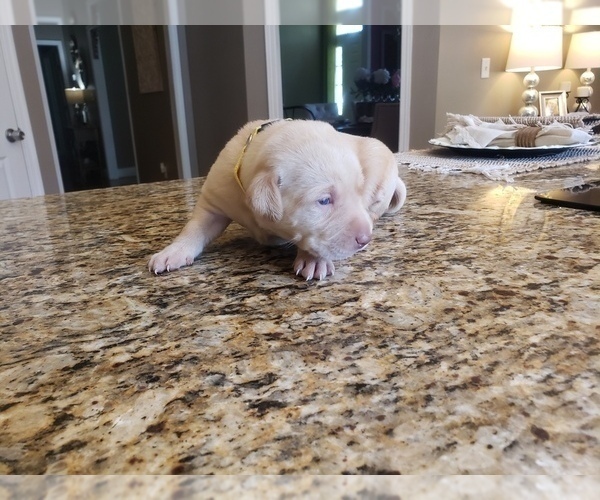 Medium Photo #7 Labrador Retriever Puppy For Sale in CORDELE, GA, USA