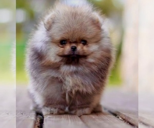 Pomeranian Puppy for Sale in ROANOKE, Virginia USA
