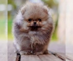 Small Pomeranian