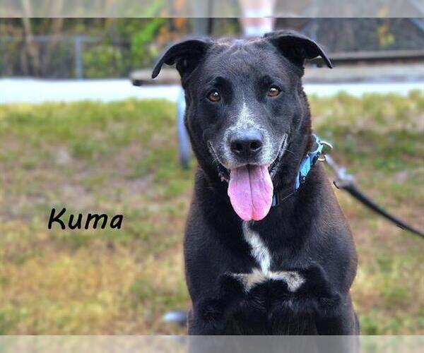 Medium Photo #2 Shepradors Puppy For Sale in Palmetto, FL, USA