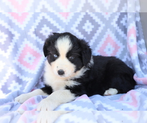 Australian Shepherd Puppy for sale in SHILOH, OH, USA