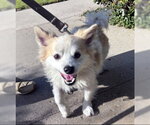 Small Pomeranian Mix
