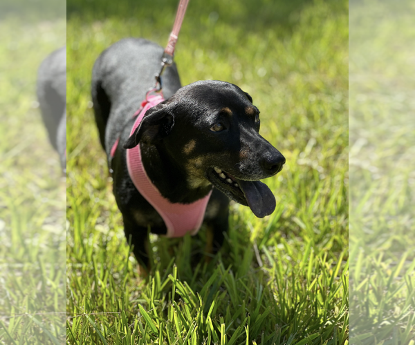 Medium Photo #3 Dachshund-Unknown Mix Puppy For Sale in Weston, FL, USA