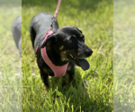 Small #2 Dachshund Mix