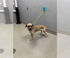 Australian Shepherd-Unknown Mix Dogs for adoption in Las Vegas, NV, USA
