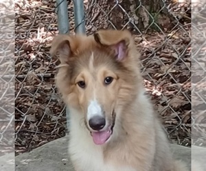Collie Litter for sale in CHARLOTTE, NC, USA