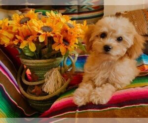 Cavachon-Poodle (Toy) Mix Puppy for Sale in FREWSBURG, New York USA