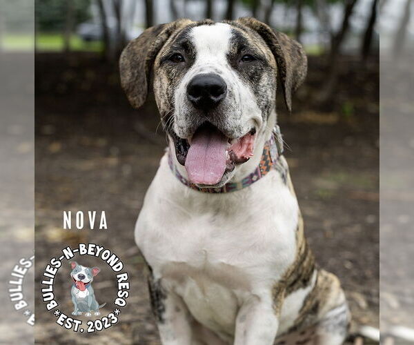 Medium Photo #4 American Bandogge Puppy For Sale in Omaha, NE, USA