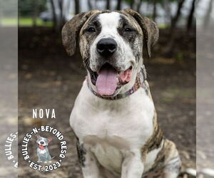 Nova - Female American Bandogge Dog for Adoption - Photo #4