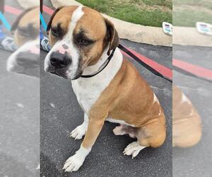 Mastiff-Unknown Mix Dogs for adoption in San Antonio, TX, USA