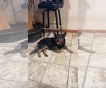 Small Photo #1 Australian Cattle Dog Puppy For Sale in LONE ROCK, WI, USA