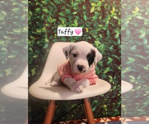 Mutt Dogs for adoption in Clinton , MI, USA