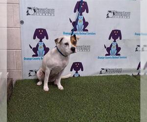 Medium Staffordshire Bull Terrier Mix