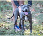 Small #7 American Pit Bull Terrier-American Staffordshire Terrier Mix