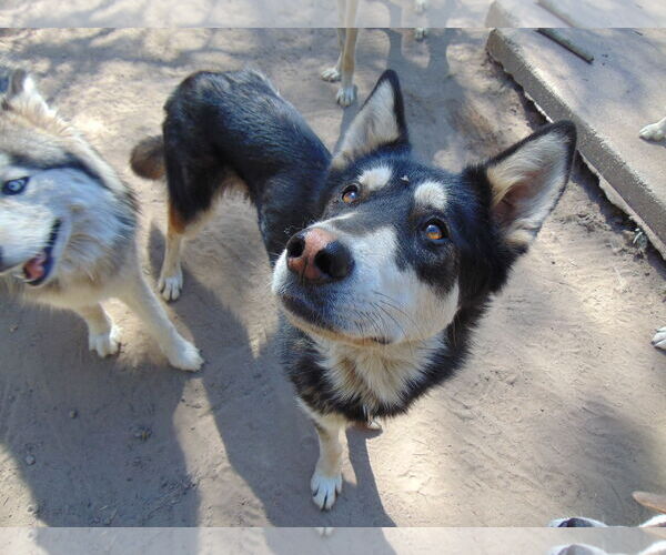 Medium Photo #6 Alusky Puppy For Sale in Pacific grove , CA, USA