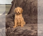Small Photo #3 Poodle (Standard) Puppy For Sale in NORTHPORT, AL, USA