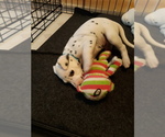 Small Photo #26 Dalmatian Puppy For Sale in ROGERS, MN, USA