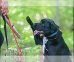 Small #12 Labrador Retriever Mix