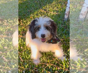 Aussiedoodle Miniature  Puppy for sale in CROWLEY, TX, USA