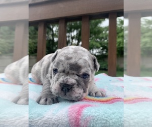 French Bulldog Puppy for Sale in WESTERVILLE, Ohio USA