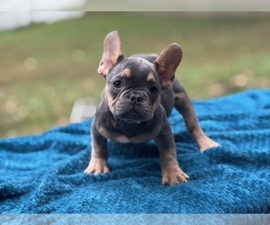 French Bulldog Puppy for sale in POWHATAN, VA, USA