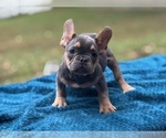 Image preview for Ad Listing. Nickname: Smokey