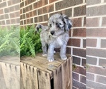 Small Photo #7 Aussiedoodle Miniature  Puppy For Sale in KNOB NOSTER, MO, USA