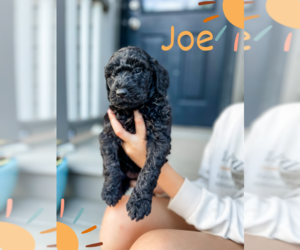 Golden Labrador-Poodle (Standard) Mix Puppy for sale in MILLERSBURG, OH, USA