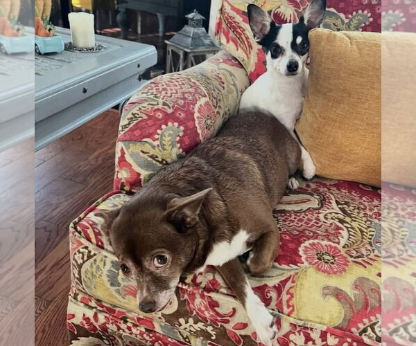 Medium Photo #3 Chihuahua Puppy For Sale in Spring Lake, NC, USA