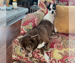 Jewel - Female Chihuahua Dog for Adoption - Photo #3