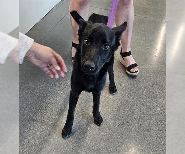 Medium Photo #1 German Shepherd Dog Puppy For Sale in San Martin, CA, USA