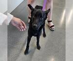 Small German Shepherd Dog