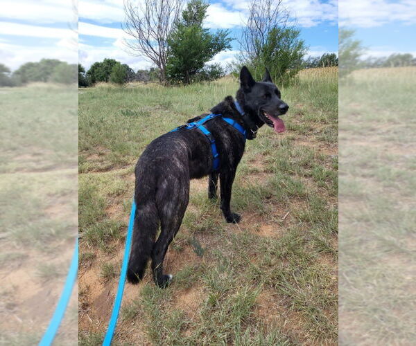 Medium Photo #10 Dutch Shepherd -Unknown Mix Puppy For Sale in Imlay City, MI, USA