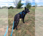 Small #9 Dutch Shepherd  Mix