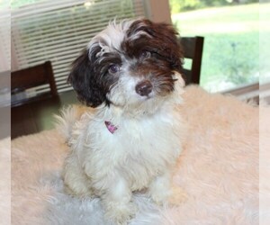 Havanese Puppy for sale in THAYER, KS, USA