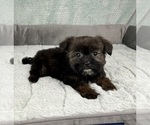 Small #2 Shorkie Tzu