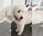 Small #3 Goldendoodle