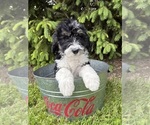 Small #3 Bernedoodle