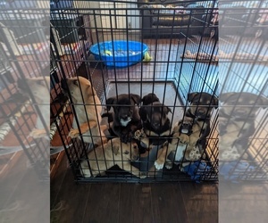 German Shepherd Dog-Mutt Mix Puppy for sale in NEW BRAUNFELS, TX, USA