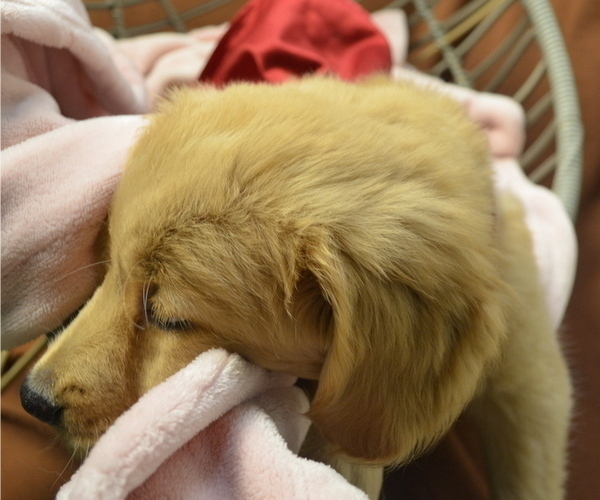 Medium Photo #2 Golden Retriever Puppy For Sale in PATERSON, NJ, USA