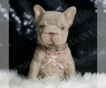 Puppy Baby Boop AKC French Bulldog
