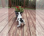 Small Photo #16 French Bulldog Puppy For Sale in KANSAS CITY, MO, USA
