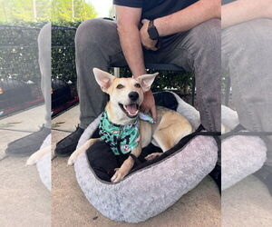 Mutt Dogs for adoption in The Woodlands, TX, USA