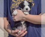 Small Photo #3 American Bulldog-Unknown Mix Puppy For Sale in Huntley, IL, USA